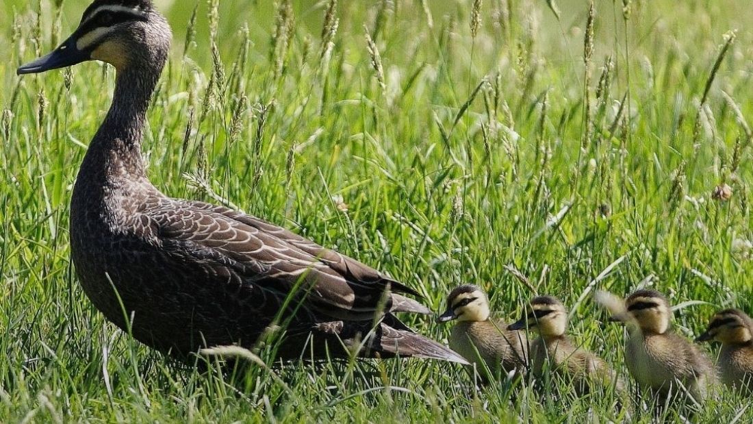 duck and ducklings