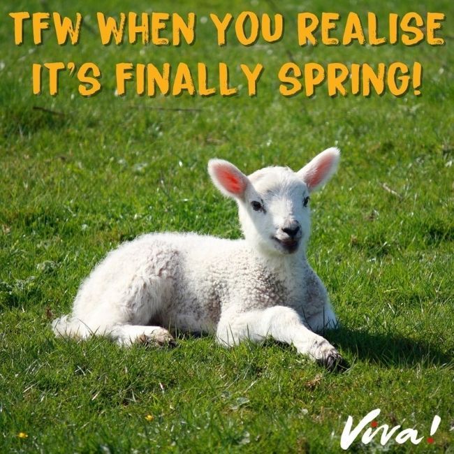 lamb in field. when you realise it's spring meme