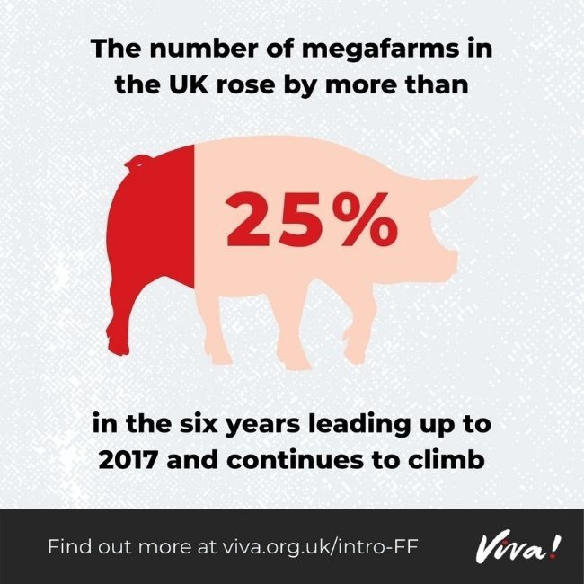25% increase in mega farms infographic