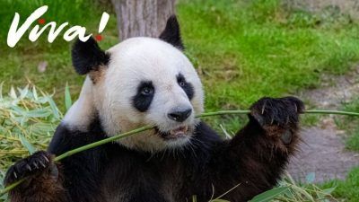 panda eating some bamboo