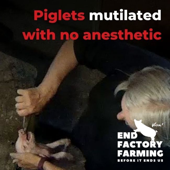 a pig being mutilated - teeth clipping