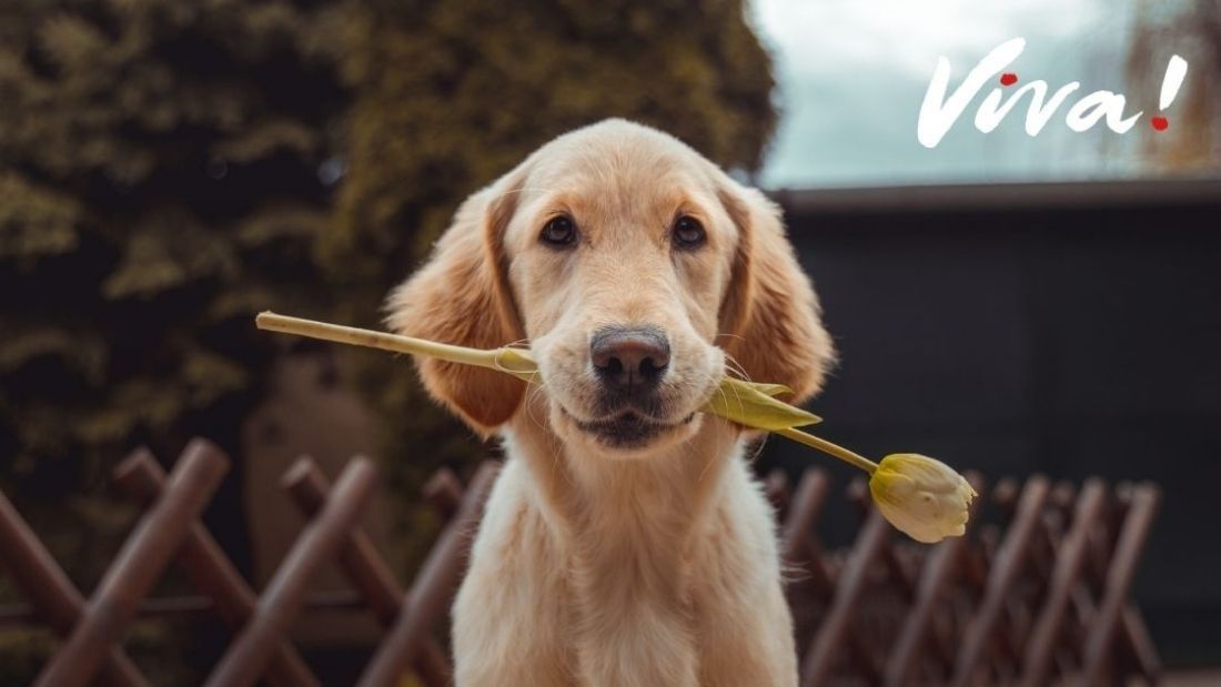 puppy with a rose