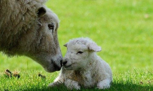 sheep being affectionate with their lamb