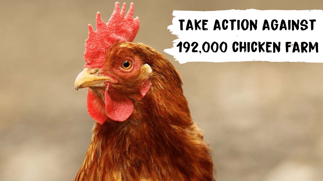 Take action against proposed 192,000 chicken farm