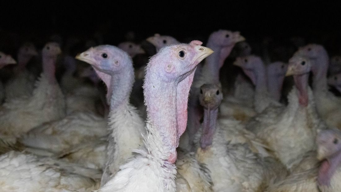 Crowded turkeys on Clearwell Farm