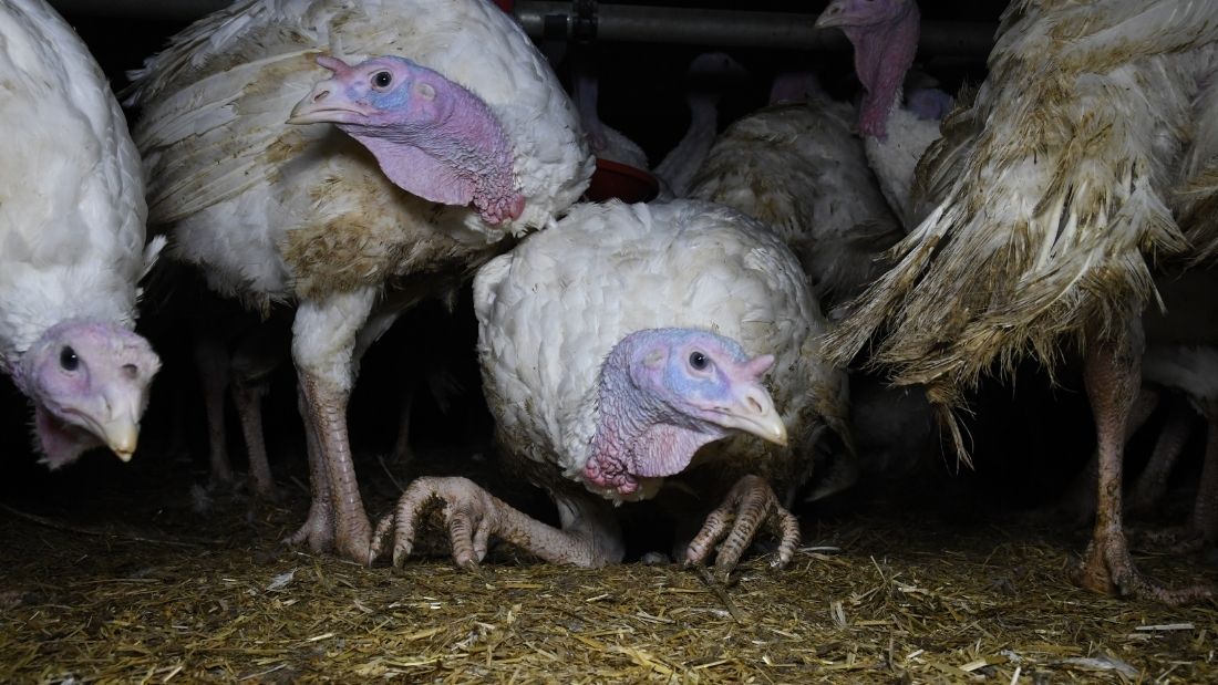 Collapsed turkey at Clearwell Farm