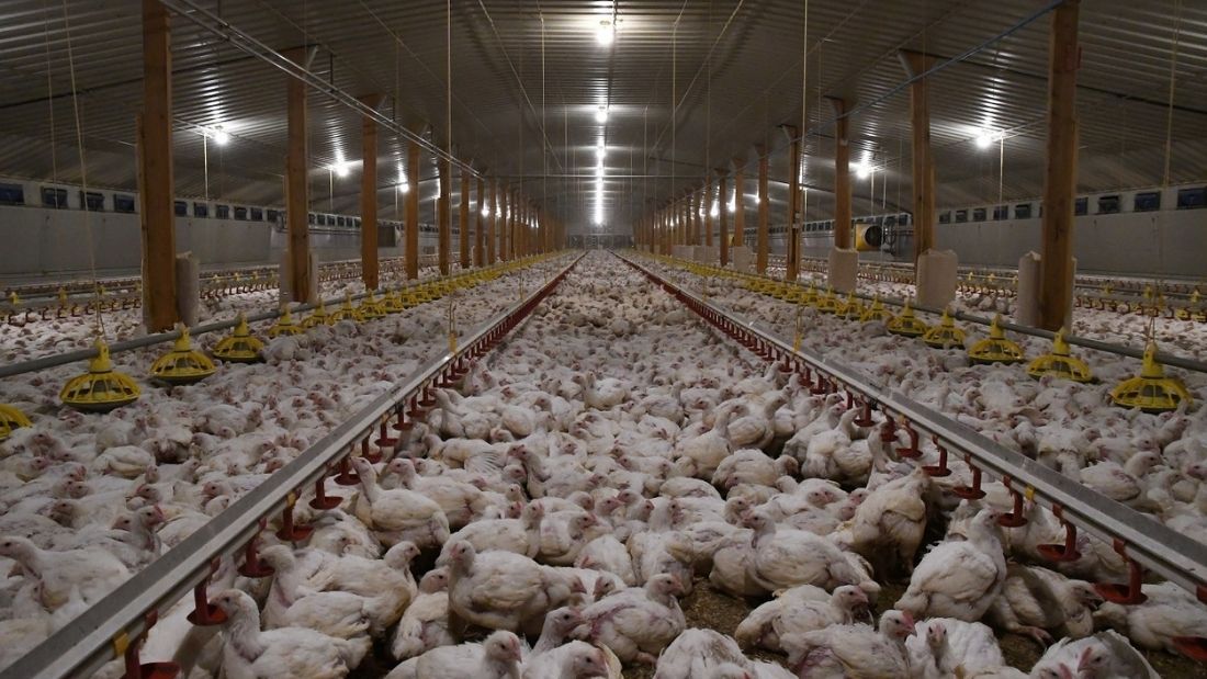 thousands of chickens in an indoor intensive farming unit