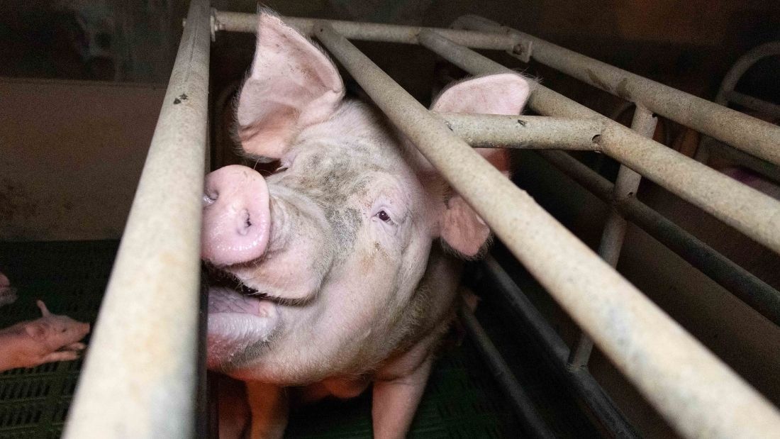 Pig in farrowing crate