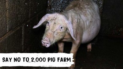Starving pig looks at camera