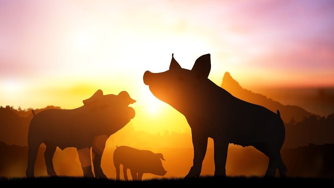 Pigs in silhouette