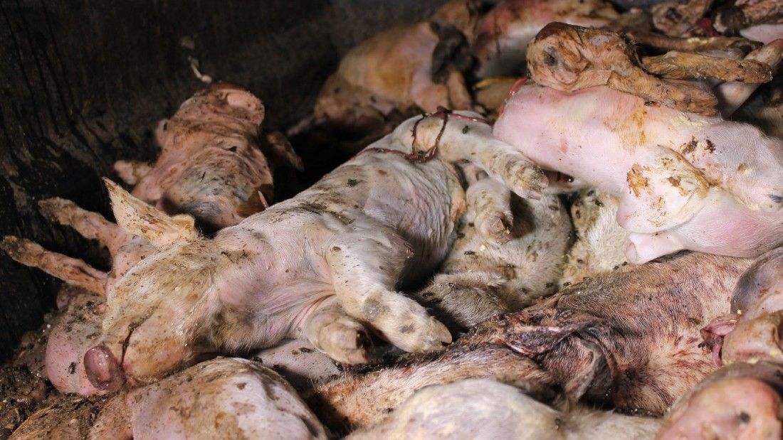 piles of dead piglets left to rot in a dumpster
