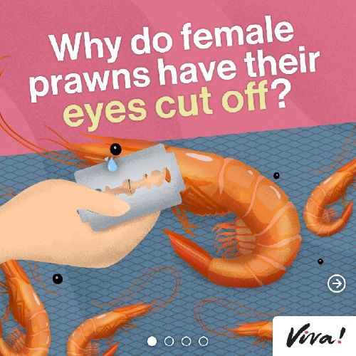 why do female prawns have their eyes cut off?