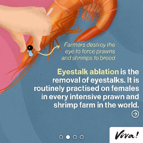 farmers destroy the eye to force prawns and shrimps to breed