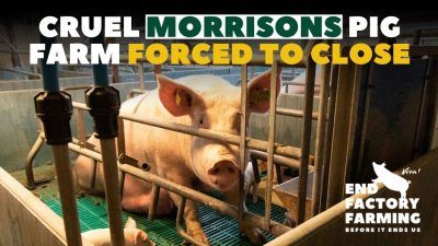 Nursing sow confined to barbaric farrowing crate