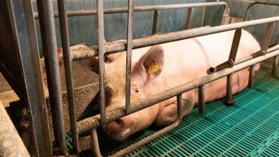 Sow in farrowing crate on UK factory farm