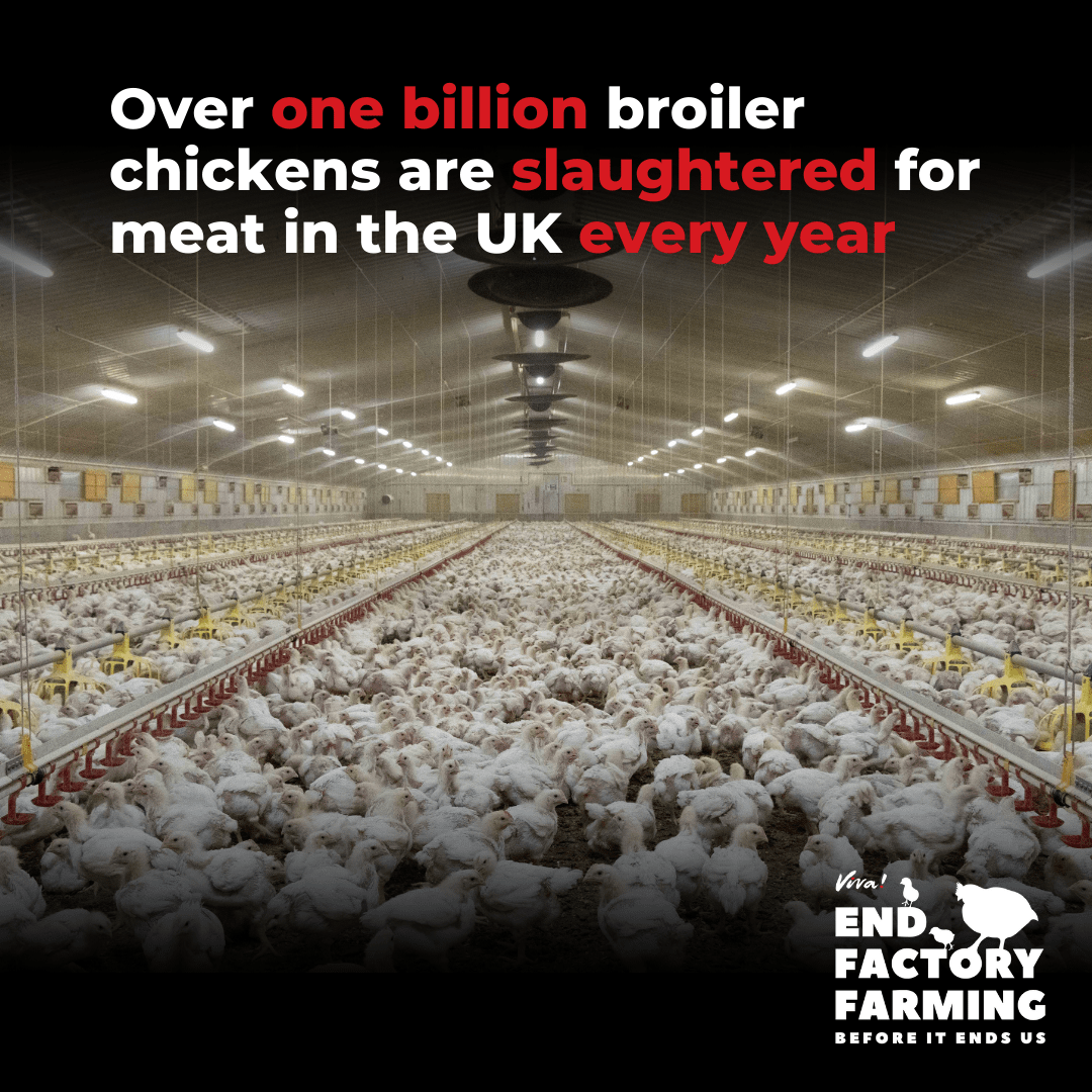 Over one billion broiler chickens are slaughtered every year in the UK