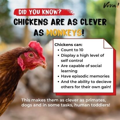 Fun facts about chickens