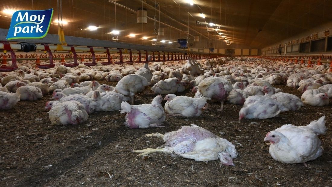 Dead broiler in overcrowded shed on Moy Park farm