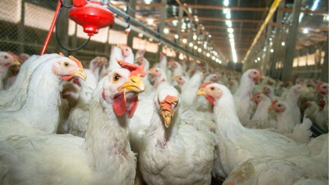 Poultry factory farm