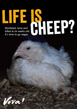 Life is Cheep broiler leaflet