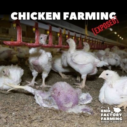 chicken farming exposed