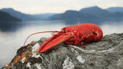 A lobster sits on a rock face on the coast.