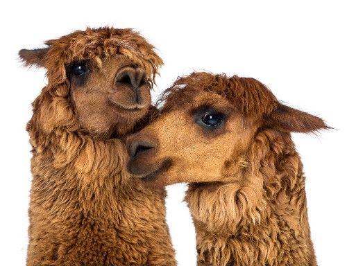 Why Alpaca Fiber Is Called Fleece Rather Than Wool! Unraveling The