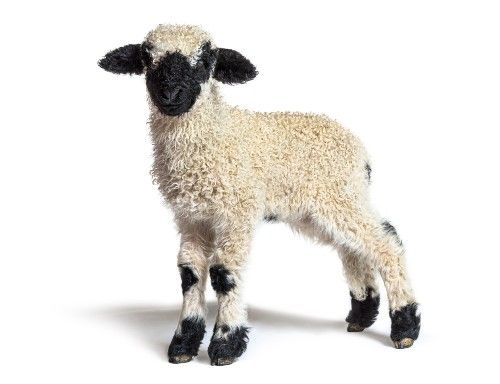 Is Wool Vegan? Ethical Considerations of The Wool Industry