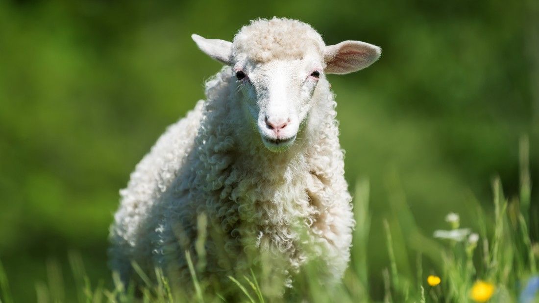 Lamb born with no wool given fluffy fleece - BBC News