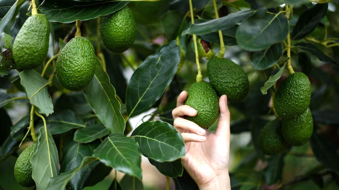 Dairy cows and avocado trees? You bet.