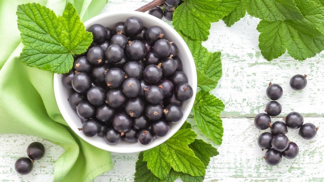 blackcurrants in a bowl