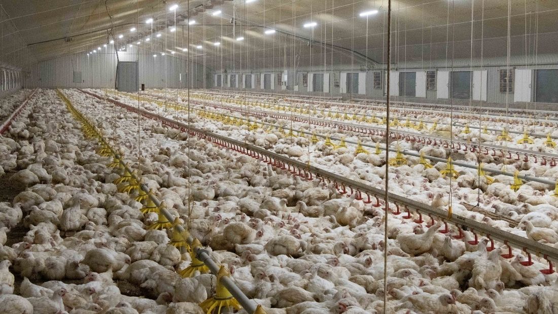 Overcrowded broiler shed
