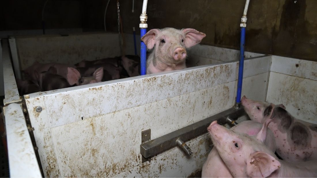 Piglets at Flat House Farm