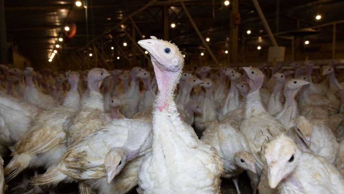 Turkey looking at the camera in shed