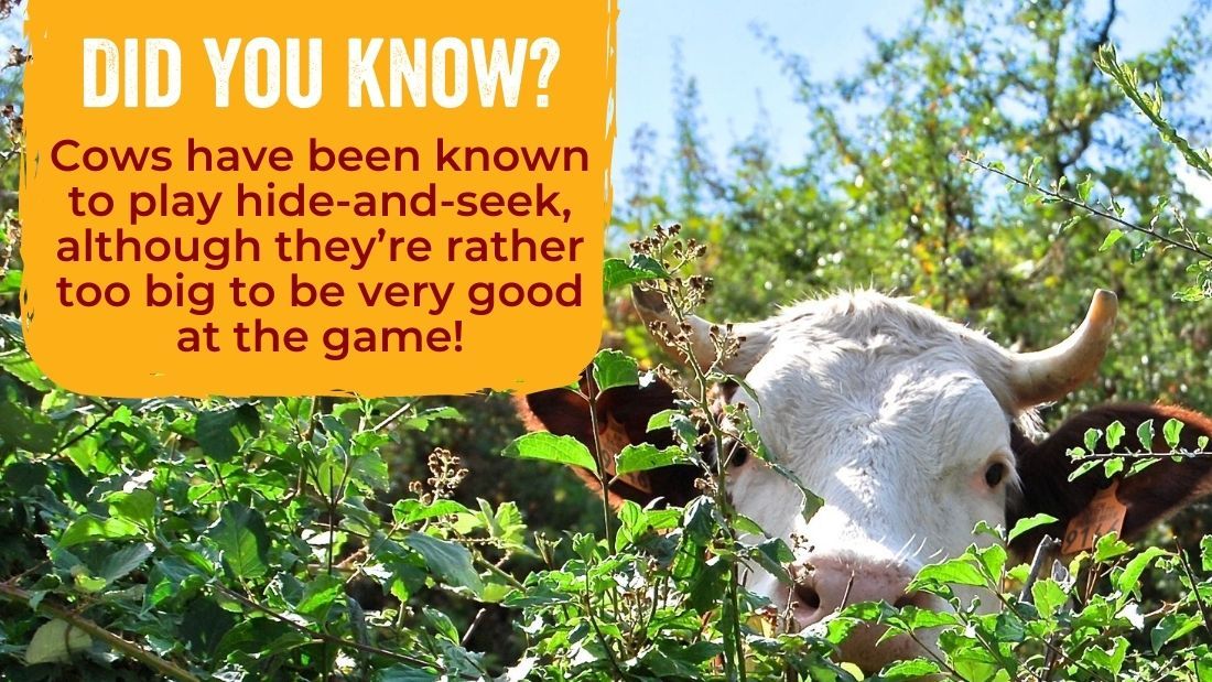 Cows have been known to play hide-and-seek, although they're rather too big to be very good at the game!
