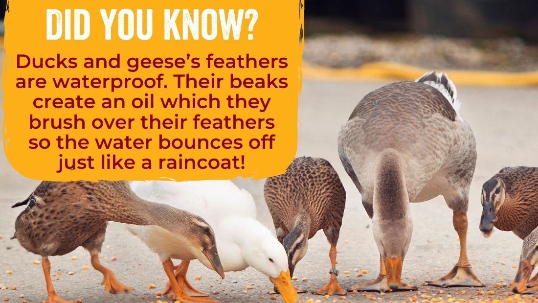 Duck's and geese's feathers are waterproof