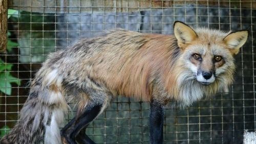 Fox in a cage
