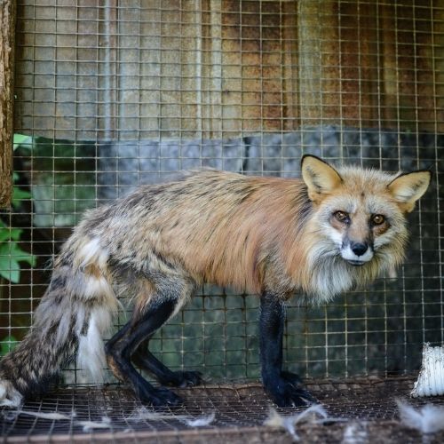 Fox in a cage