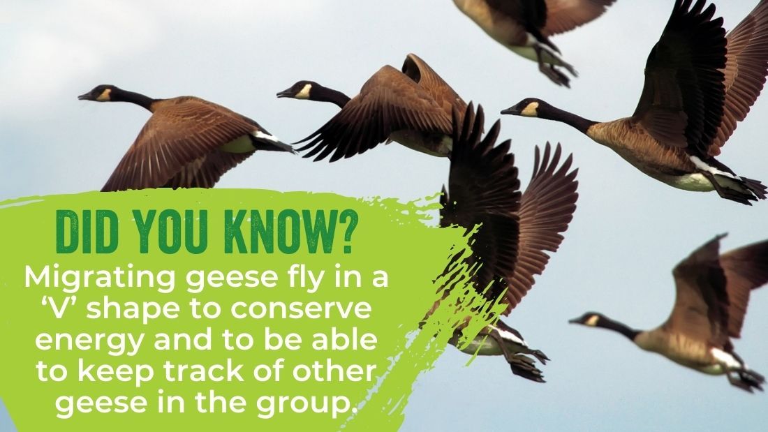 Migrating geese fly in a v formation to conserve energy and keep track of other geese in the group