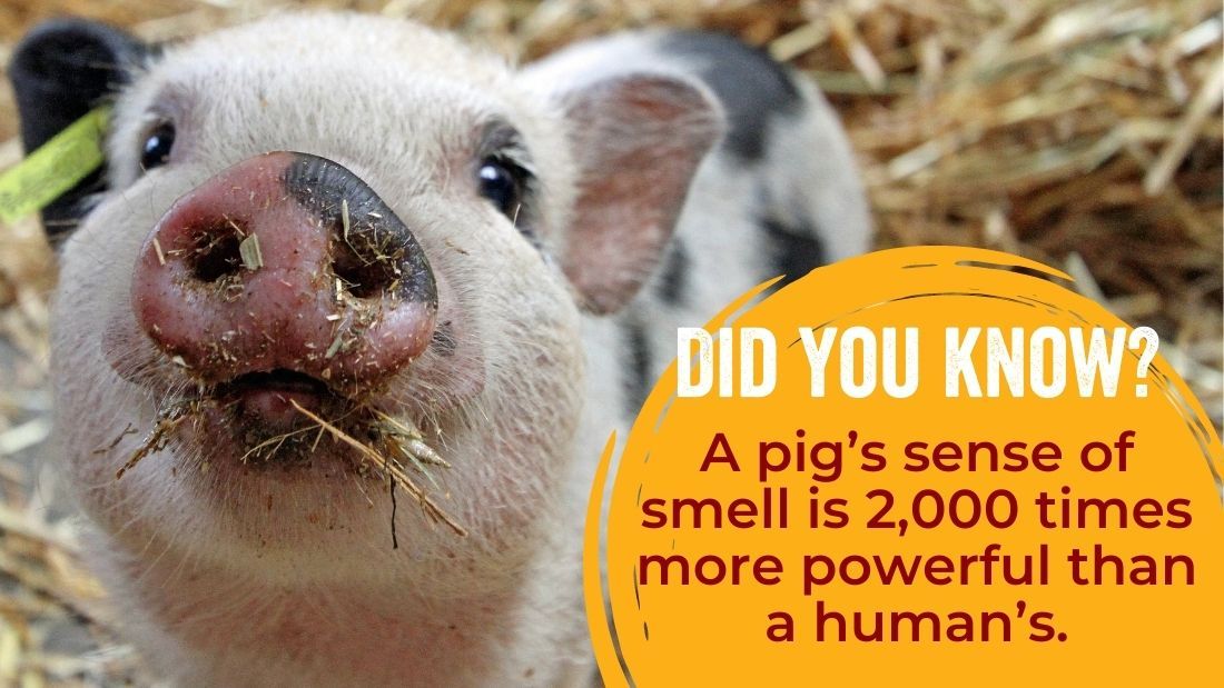 A pig's sense of smell is 2000 times more powerful than a human's.