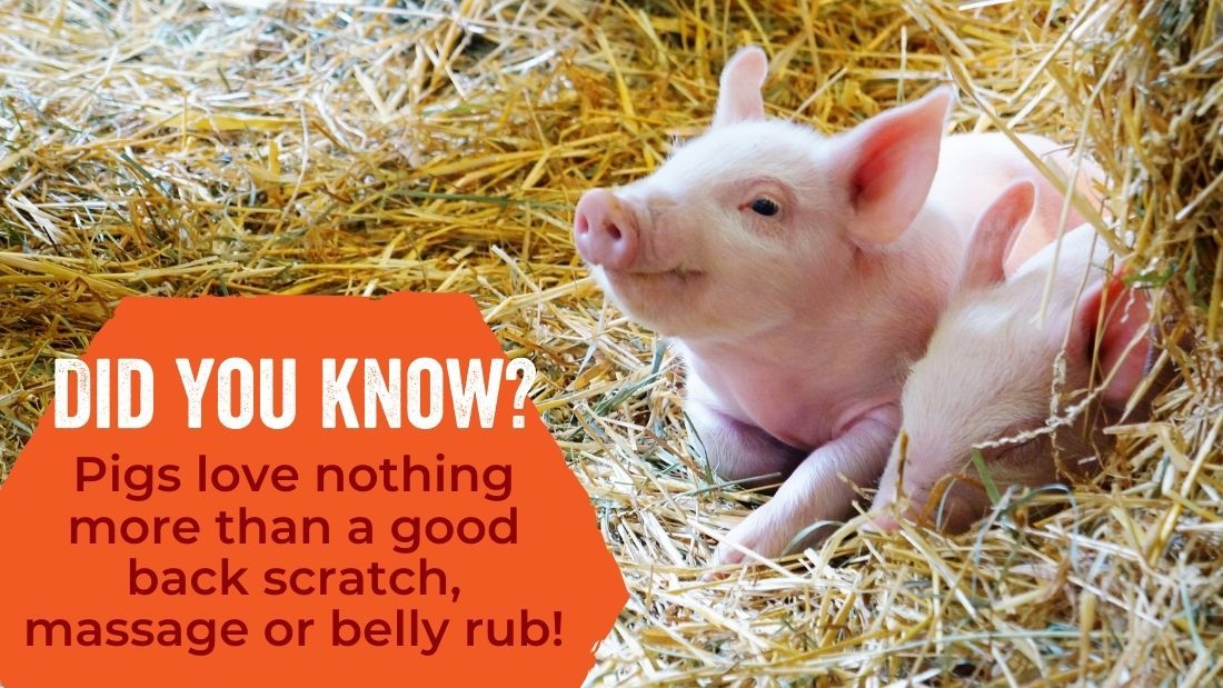 Pigs love nothing more than a good back scratch or belly rub!