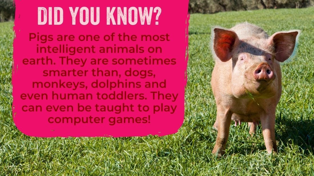 Pigs are one of the most intelligent animals on earth. They can even be taught to play computer games!