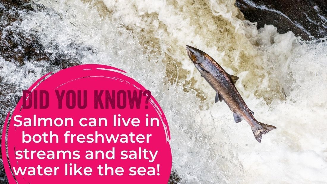 Salmon can live in both freshwater streams and salty water like the sea