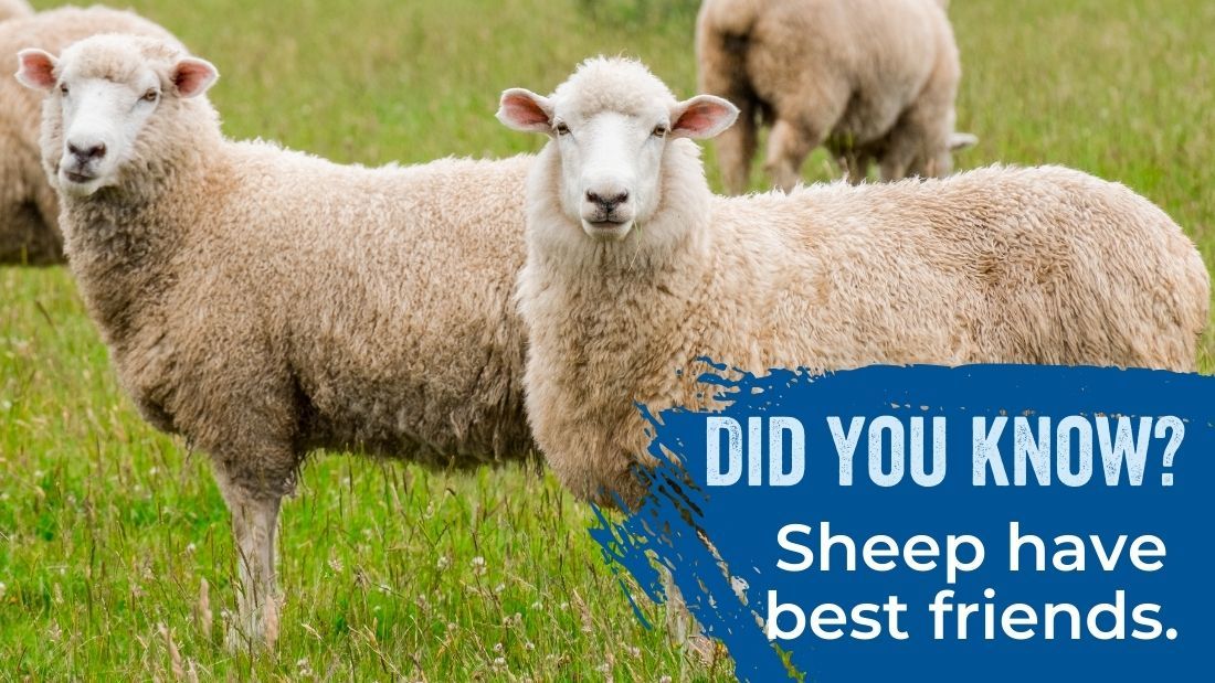 Sheep have bestfriends