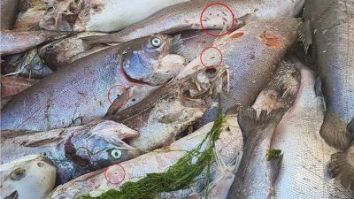 Steelhead trout mortality bin sea lice