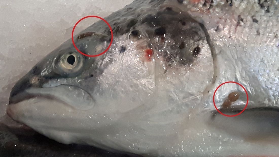 Sea lice on salmon in the supermarket