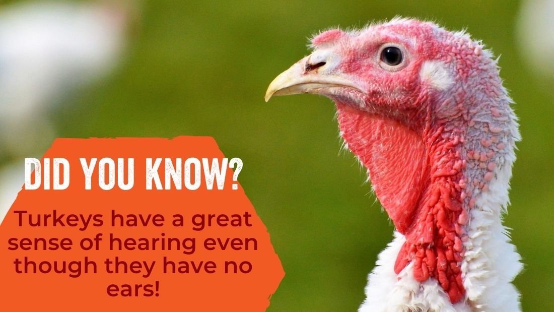 Turkeys have a great sense of hearing even though they have no ears!