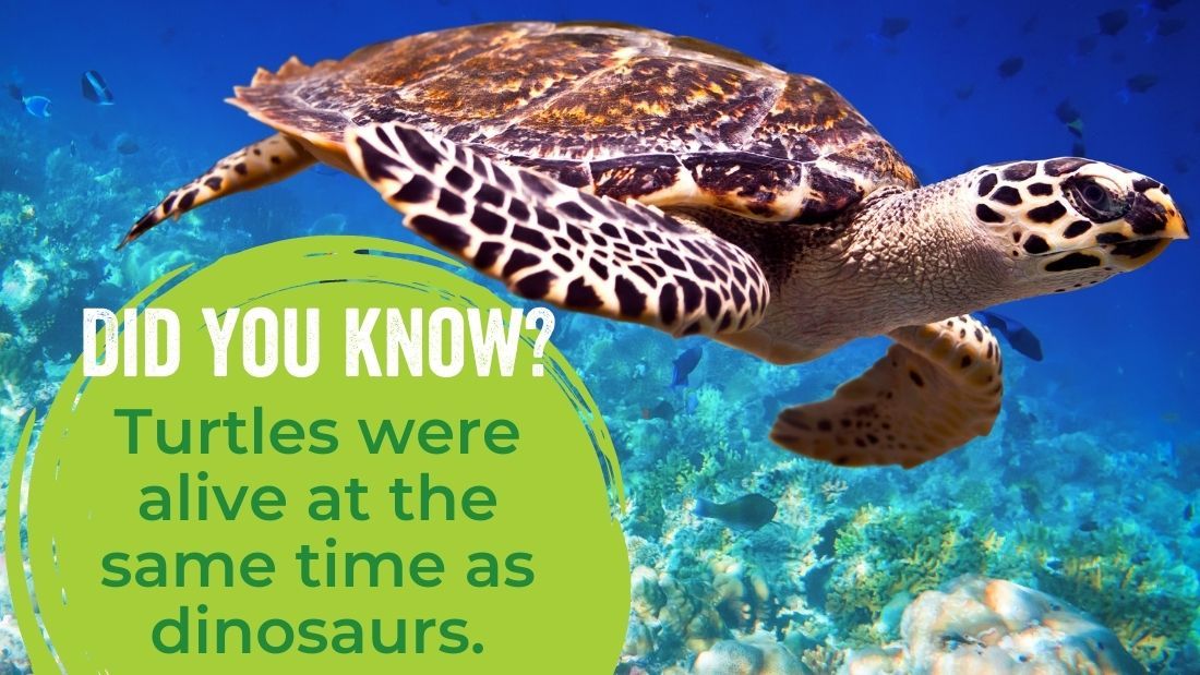 Turtles were alive at the same time as dinosaurs