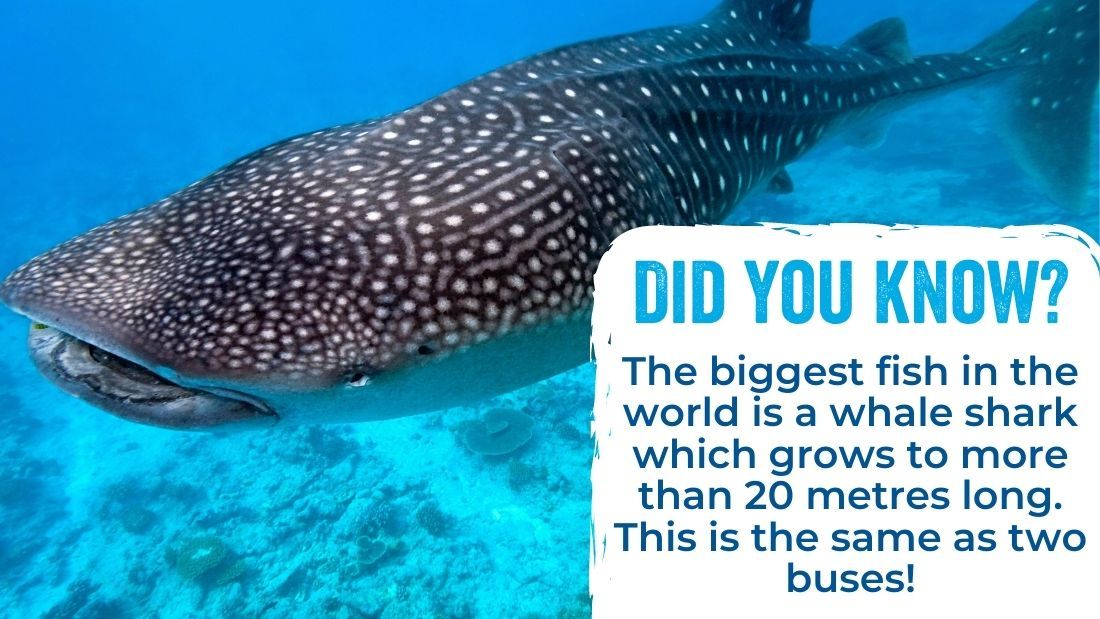 The world's biggest fish is a whale shark which grows to more than 20 metres long!