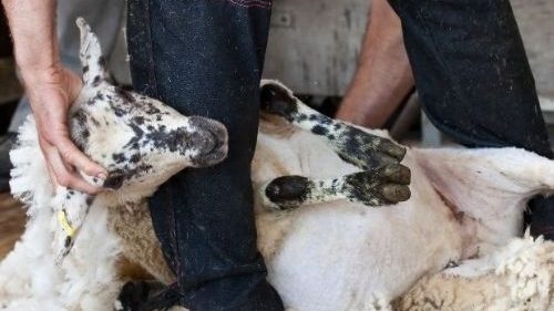 Sheep being sheared